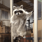 a raccoon is standing in a doorway with its paw up