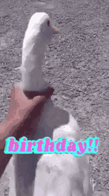 a person is petting a white duck with the words `` birthday ! '' written on the bottom .