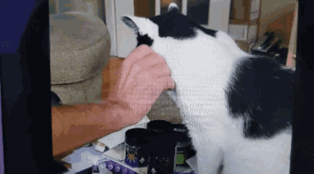 a person petting a black and white cat on a screen