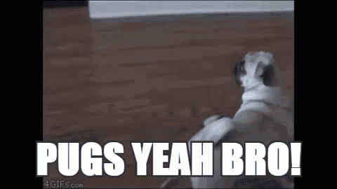 a pug dog is standing on its hind legs on a wooden floor and saying `` pugs yeah bro '' .