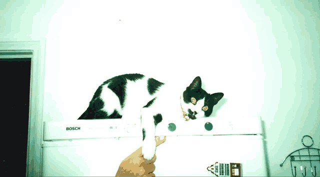 a black and white cat is laying on a bosch refrigerator