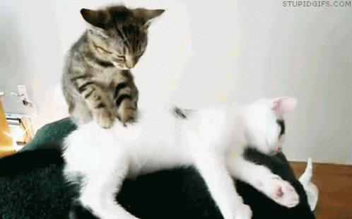 Cat Massage Kitten GIF - Cat Massage Kitten Cat GIFs