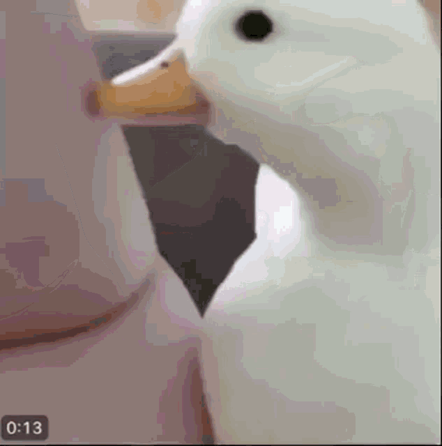 Duck Soft Duck GIF