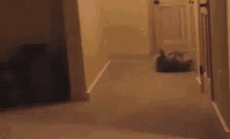 They See Me Rollin, They Hatin. GIF - Rollingraccoon Awe Cute GIFs