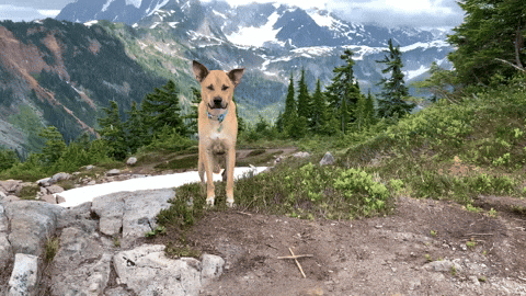 a dog is standing on a rocky hillside in front of a mountain