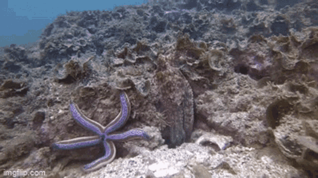 Octopus Punch GIF - Octopus Punch Fish GIFs