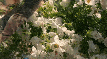 a close up of a bunch of white flowers