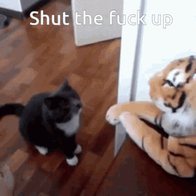 Cat Punching GIF - Cat Punching Cute GIFs