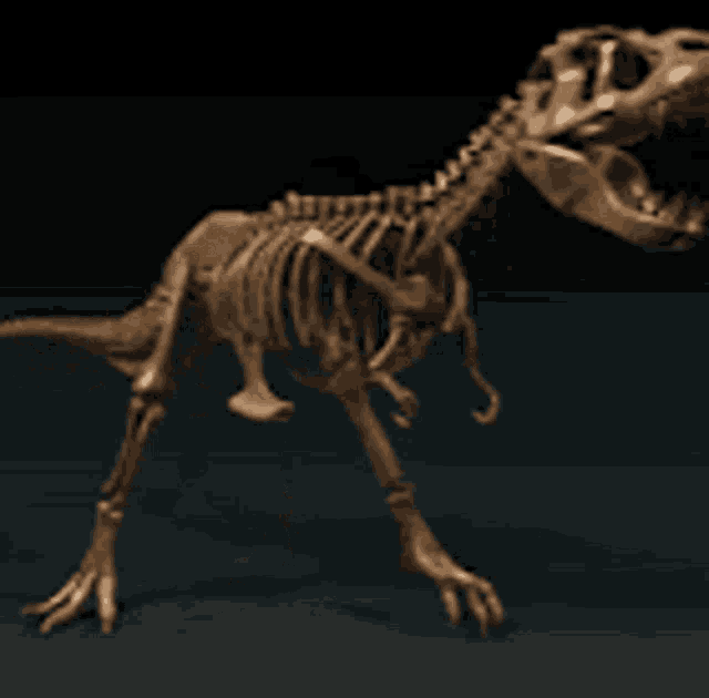 Dino Spin GIF - Dino Spin Dinosaur Skeleton GIFs