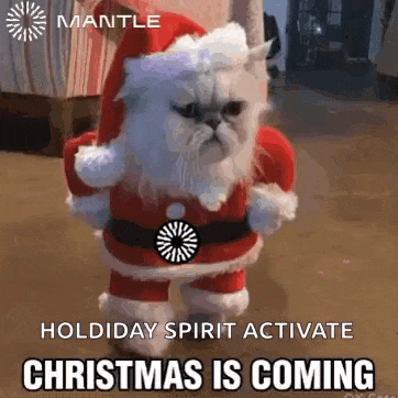 a cat dressed in a santa claus costume is standing in a room .