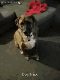 a dog standing on its hind legs with the words dog trick written on the bottom