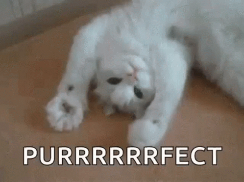 Meow Purrrfect GIF - Meow Purrrfect Perfect GIFs
