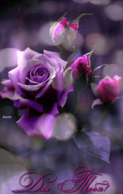 a purple rose is surrounded by pink buds and the words " dua meow " on the bottom