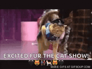 an excited fur the cat show gif with a cat in a costume
