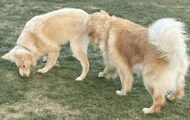 two dogs are playing in the grass and one is sniffing the other 's butt