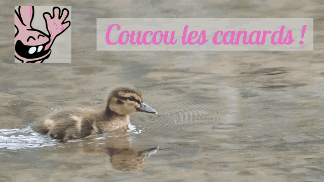 a picture of a baby duck in the water with the words coucou les canards behind it