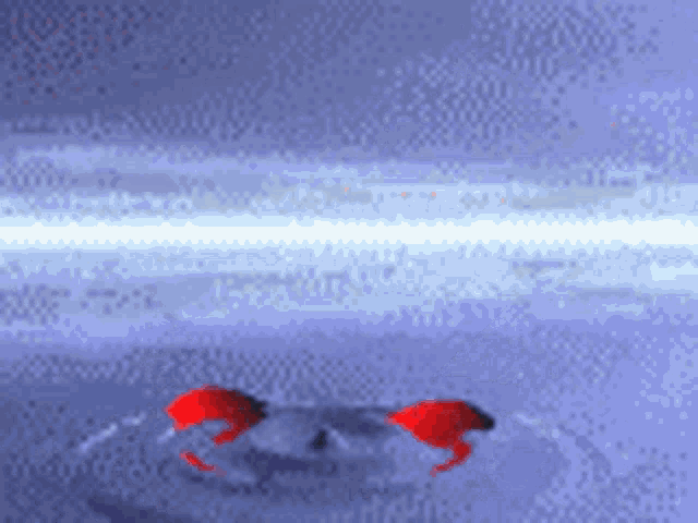 a computer generated image of two red crabs on a blue background