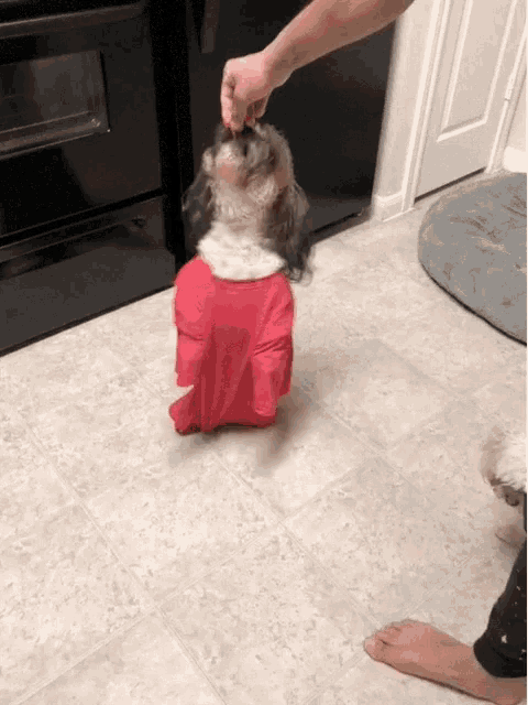 a small dog wearing a red shirt stands on its hind legs