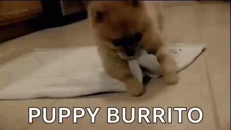 Puppy Burrito Puppy GIF - Puppy Burrito Puppy GIFs