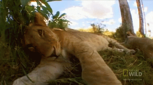 Lioness Snuggles GIF - Nat Geo Wild Lion GIFs