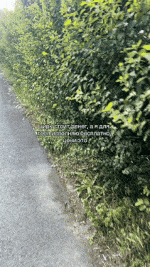 a road with a hedge on the side of it and a caption in russian