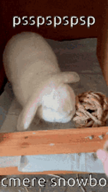 a picture of a rabbit with the words psspspspsp cmere snowbo