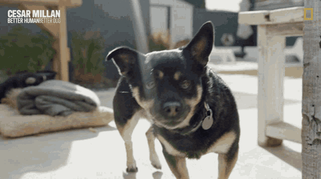 a black and brown dog is standing in front of a national geographic banner that says cesar millan better human better dog