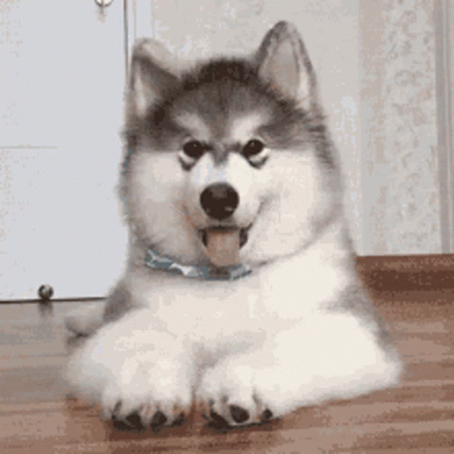 Dogo Husky GIF - Dogo Husky Dog GIFs