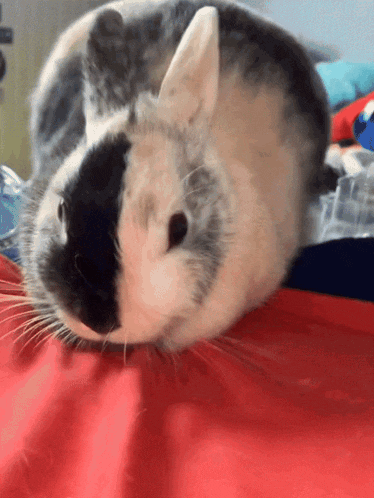 a black and white rabbit is laying on a red pillow