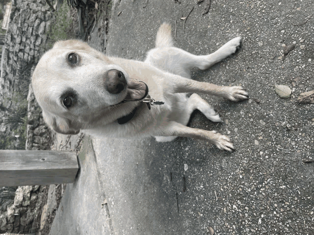 a dog with its tongue out is laying on the ground