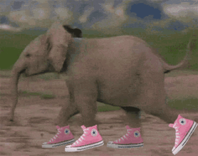an elephant is wearing pink converse shoes