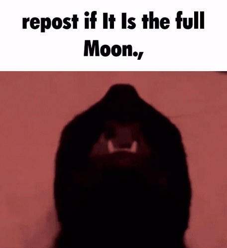 Repost Cat GIF - Repost Cat Full Moon GIFs