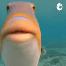 a fish is swimming in the ocean with its mouth open .