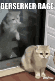 a cat is standing in front of a mirror looking at itself .