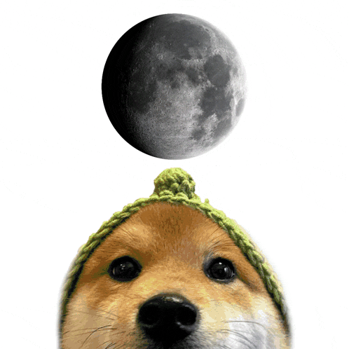 a dog wearing a green hat looks up at a crescent moon