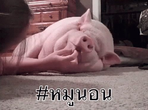 หมูนอน แกล้ง GIF - Sleeping Pig Teasing Animal GIFs