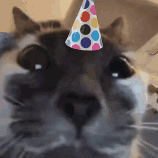 a close up of a cat wearing a colorful party hat