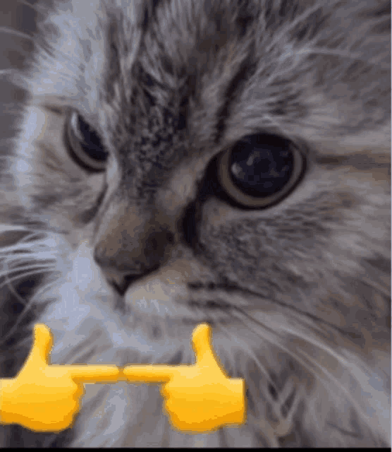 Cat Middle GIF - Cat Middle Finger GIFs
