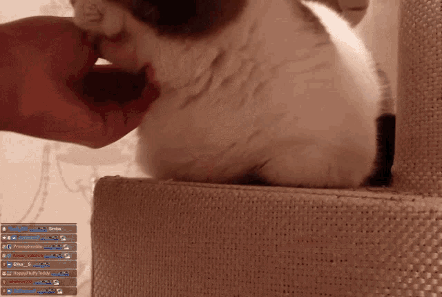 a person petting a cat on a cat tree with a screen displaying a bunch of chat messages