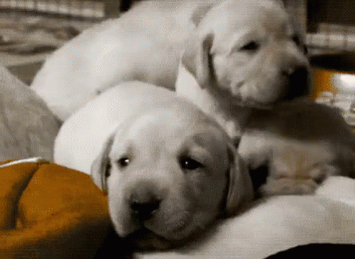 Lab Puppies GIF - Labrador Retriever Labs Puppies GIFs