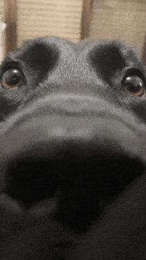 a close up of a black dog 's nose
