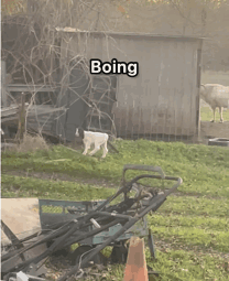 Boing Boing Boing Bouncing Baby Goats GIF - Boing Boing Boing Bouncing Baby Goats Energetic GIFs