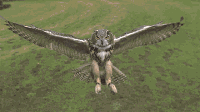 Owls Night GIF - Owls Night GIFs