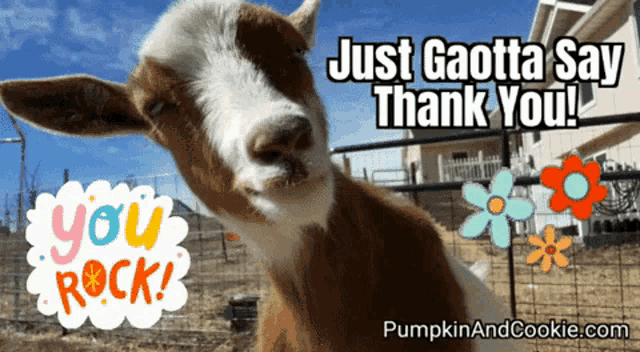 a picture of a goat with the words " just gaotta say thank you "