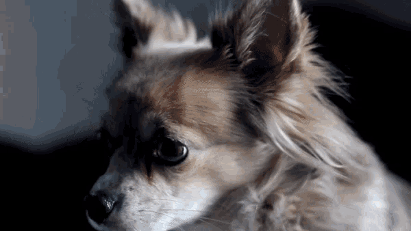 Chihuahua Stare GIF - Chihuahua Stare Dog GIFs