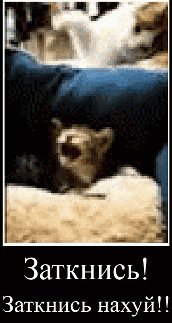 a poster with a picture of a dog and the words " zatkniss "