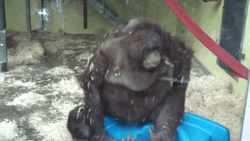 a chimpanzee is sitting on a blue container with a red ribbon around it