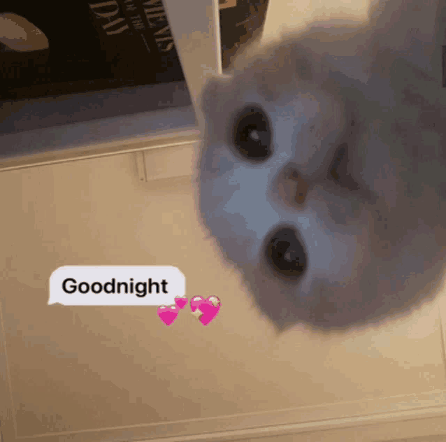a cat with a speech bubble that says " goodnight "