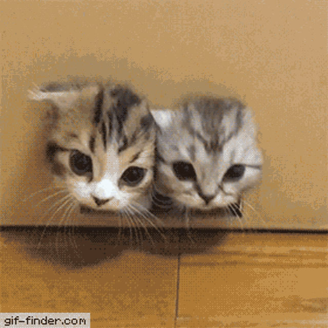 Too Tight Kittens GIF - Too Tight Kittens Fluffy Kittens GIFs
