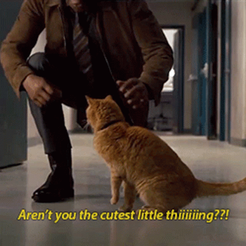 The Cutest Little Thing Nick Fury GIF - The Cutest Little Thing Nick Fury Cat GIFs